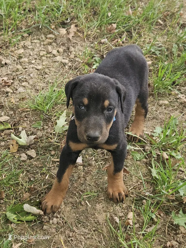 Blue Collar Male – Doberman Pinscher puppy for sale in Platteville, WI