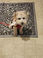 Jax, a male Poodle - Miniature  for sale in Platteville, WI – 2 of 2