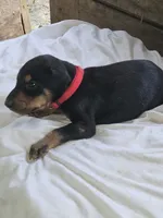 Red Collar Male, a male Doberman Pinscher for sale in Platteville, WI – 2 of 5