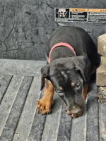Pink Collar-Female, a female Doberman Pinscher for sale in Platteville, WI – 2 of 4