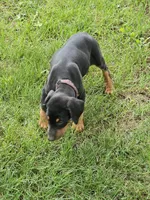 Pink Collar-Female, a female Doberman Pinscher for sale in Platteville, WI – 4 of 4