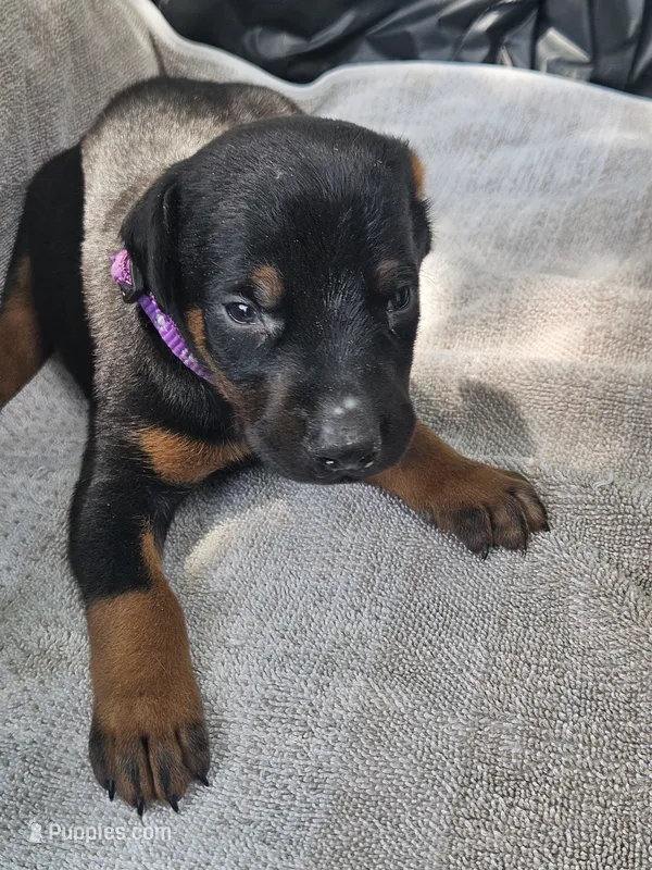 Purple Collar Male – Doberman Pinscher puppy on hold in Platteville, WI