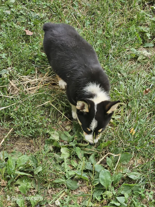 Red Collar Male – Pembroke Welsh Corgi puppy for sale in Platteville, WI