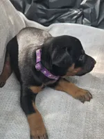 Purple Collar Male, a male Doberman Pinscher for sale in Platteville, WI – 2 of 5