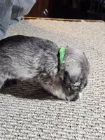 Green Collar Male, a male Miniature Schnauzer for sale in Platteville, WI – 4 of 4