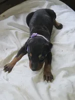 Purple Collar Female, a female Doberman Pinscher for sale in Platteville, WI – 3 of 5