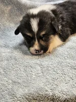 Blue Collar Male, a male Pembroke Welsh Corgi for sale in Platteville, WI – 5 of 6