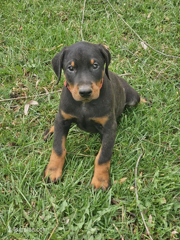 Red Collar Male – Doberman Pinscher puppy on hold in Platteville, WI