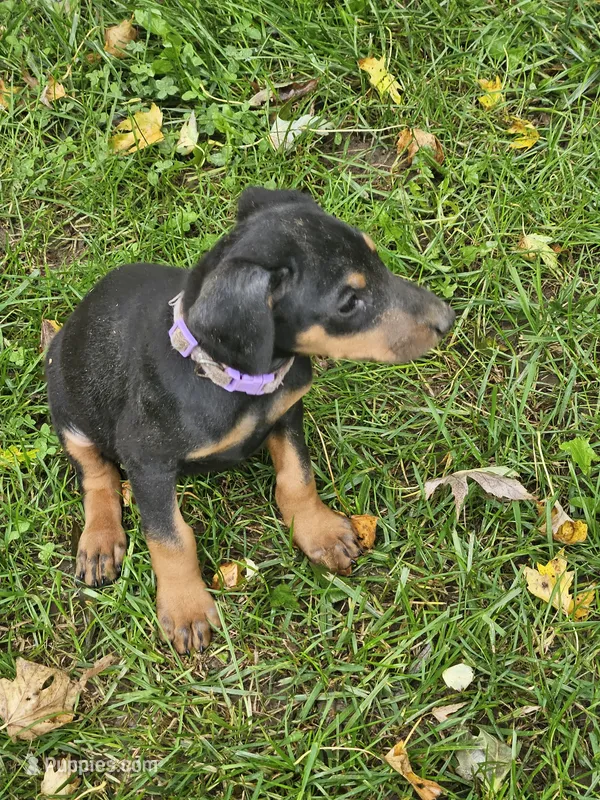 Purple Collar Female – Doberman Pinscher puppy for sale in Platteville, WI