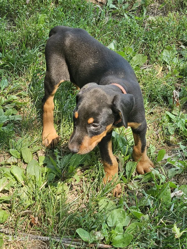 Orange Collar Female  – Doberman Pinscher puppy for sale in Platteville, WI