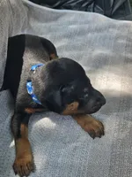 Blue Collar Male, a male Doberman Pinscher for sale in Platteville, WI – 3 of 3