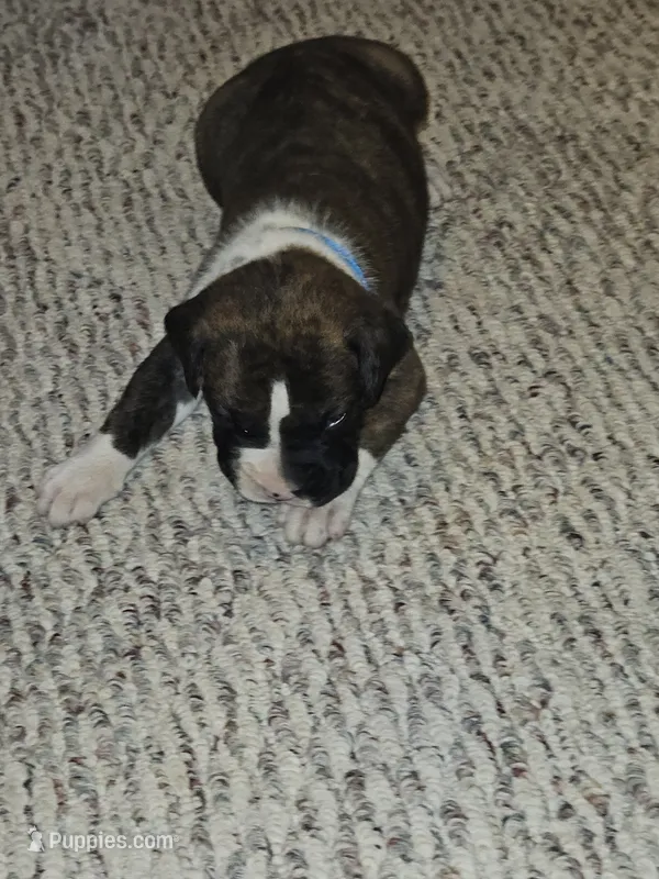 Blue Collar Male – Boxer puppy for sale in Platteville, WI