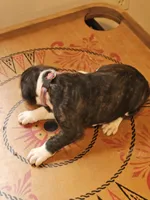 Red-white-blue Collar Female, a female Boxer for sale in Platteville, WI – 5 of 5