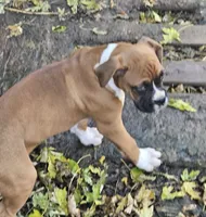 Gigi, a female Boxer for sale in Platteville, WI – 2 of 4