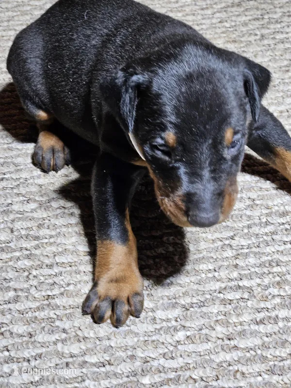 Black Collar-Male Puppy – Doberman Pinscher puppy for sale in Platteville, WI