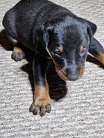 Black Collar-Male Puppy, a male Doberman Pinscher for sale in Platteville, WI – Photo 1 of 5