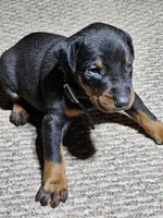 Black Collar-Male Puppy, a male Doberman Pinscher for sale in Platteville, WI – Photo 3 of 5