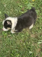 Male , a male Pembroke Welsh Corgi for sale in Platteville, WI – 4 of 5