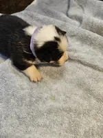 Purple Collar-Male , a male Pembroke Welsh Corgi for sale in Platteville, WI – 1 of 5