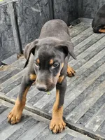 Pink Collar-Female, a female Doberman Pinscher for sale in Platteville, WI – 3 of 4