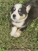 Male , a male Pembroke Welsh Corgi for sale in Platteville, WI – 2 of 5