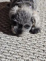 Purple Collar Female , a female Miniature Schnauzer for sale in Platteville, WI – 3 of 4