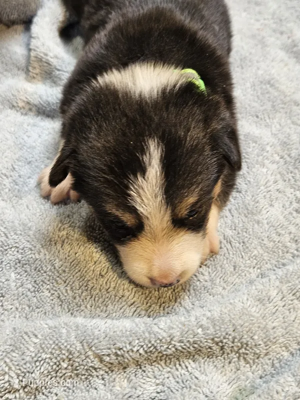 Green Collar-Female – Pembroke Welsh Corgi puppy for sale in Platteville, WI