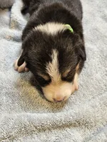Green Collar-Female, a male Pembroke Welsh Corgi for sale in Platteville, WI – 1 of 5