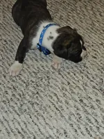 Blue Collar Male, a male Boxer for sale in Platteville, WI – 3 of 4