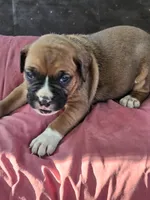 Orange  Collar Female, a female Boxer for sale in Platteville, WI – 2 of 5