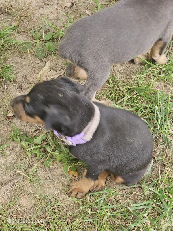 Purple Collar Female – Doberman Pinscher puppy for sale in Platteville, WI