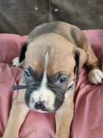 Black Collar Female, a male Boxer for sale in Platteville, WI – 4 of 5