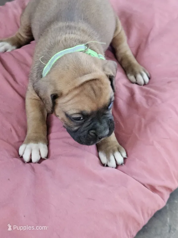 Green Collar Female – Boxer puppy for sale in Platteville, WI