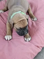 Green Collar Female, a female Boxer for sale in Platteville, WI – 1 of 5