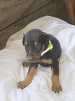 Lime Green Collar Female, a female Doberman Pinscher for sale in Platteville, WI – 3 of 5