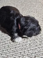 Pink Collar Male, a female Miniature Schnauzer for sale in Platteville, WI – 4 of 4