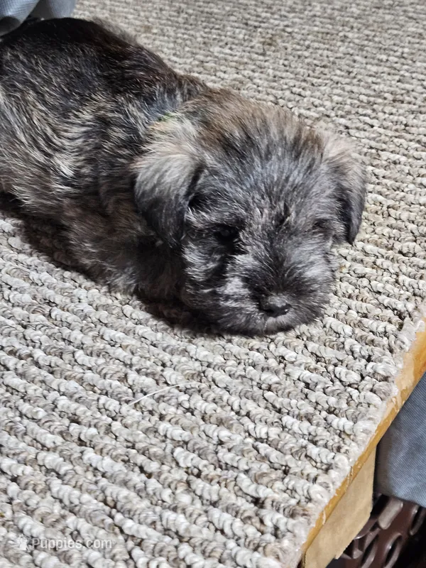 Green Collar Male – Miniature Schnauzer puppy for sale in Platteville, WI