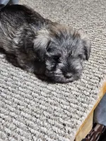 Green Collar Male, a male Miniature Schnauzer for sale in Platteville, WI – 1 of 4