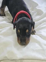 Red Collar Male, a male Doberman Pinscher for sale in Platteville, WI – 4 of 5