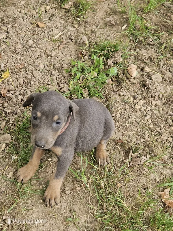 Pink Collar-Female – Doberman Pinscher puppy for sale in Platteville, WI
