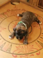 Green Collar Male, a male Boxer for sale in Platteville, WI – 4 of 5