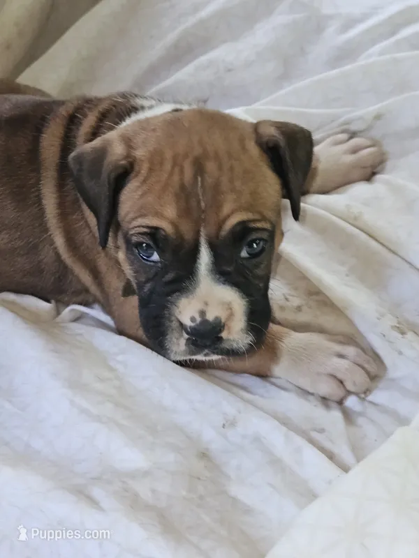 Black Collar Female – Boxer puppy for sale in Platteville, WI