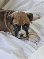 Black Collar Female, a male Boxer for sale in Platteville, WI – 1 of 5