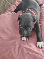 Red Collar Female, a female Boxer for sale in Platteville, WI – 2 of 5