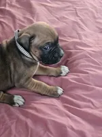 Checkered Collar Female, a female Boxer for sale in Platteville, WI – 1 of 5