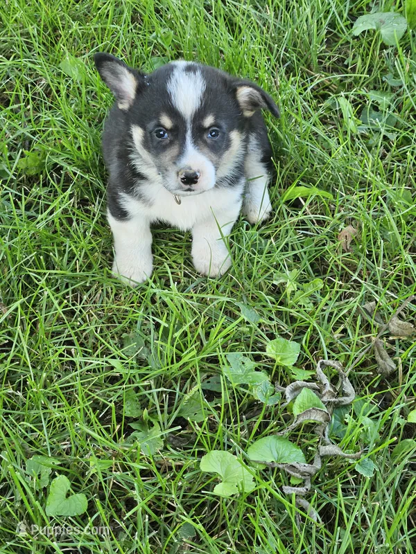 Gray Collar Male – Pembroke Welsh Corgi puppy for sale in Platteville, WI