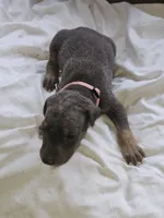 Pink Collar-Female, a female Doberman Pinscher for sale in Platteville, WI – 4 of 5