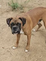 Rowdy, a male Boxer for sale in Platteville, WI – 2 of 2