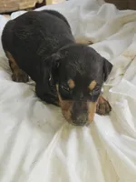 Black Collar-Female, a female Doberman Pinscher for sale in Platteville, WI – 3 of 5