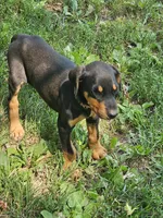 Orange Collar Female , a female Doberman Pinscher for sale in Platteville, WI – 2 of 4